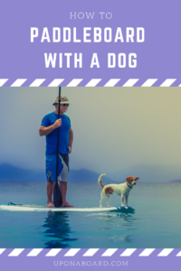 paddleboard with a dog