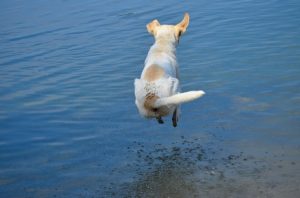 paddle board with a dog